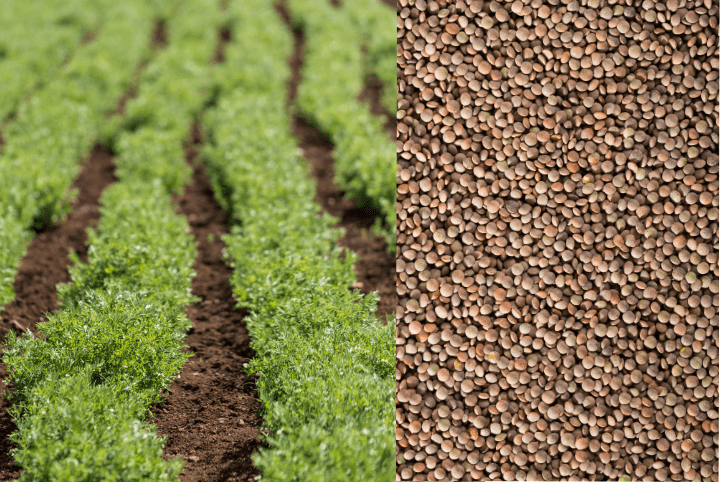 lentil fields and bulk lentils
